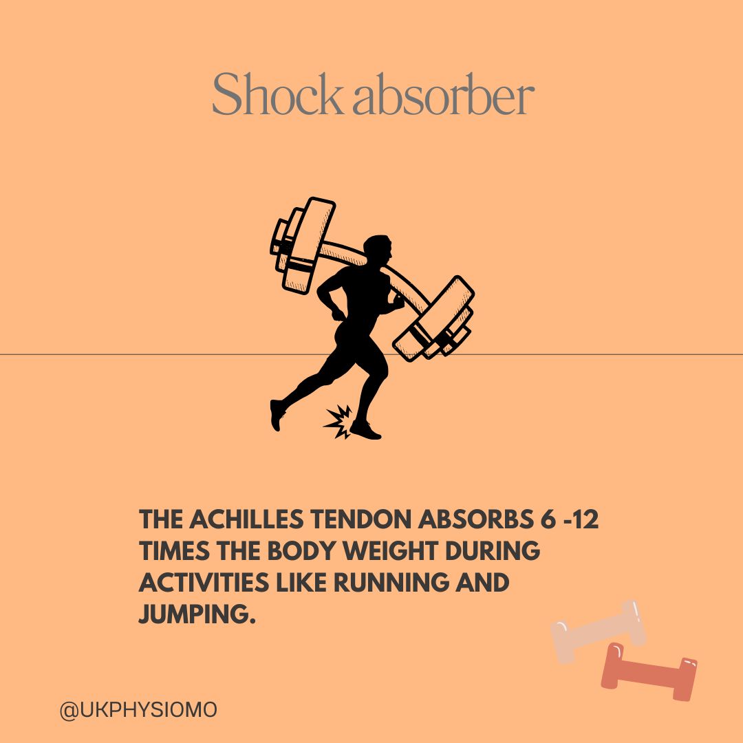 The achilles tendon absorbs 6 to 12 times the body weight during activities like running and jumping.
